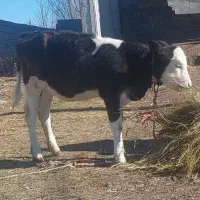 گوساله سیمینتال