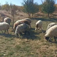 فروش میش داشتی.|حیوانات مزرعه|وردشت, |دیوار