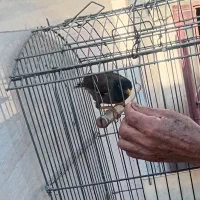 یک عدد مینا|پرنده|رباط‌کریم, رباط‌کریم|دیوار