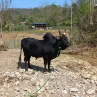 گاو نر ورزا کوله ییلاقی