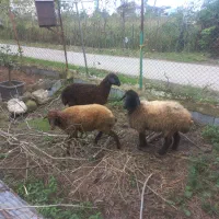 گوسفند نر و ماده