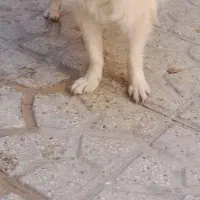 پاپی‌خوشگل