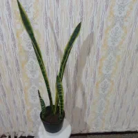 گل های زیبا