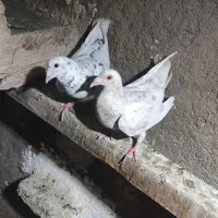 کوهی جوان