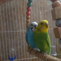 یک جفت مرغ عشق دستی