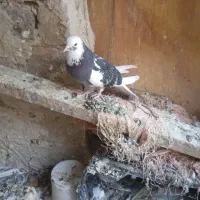 کفتر پرشی|پرنده|رباطکریم, رباطکریم|دیوار