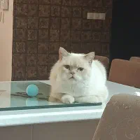 گربه گمشده