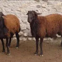 گوسفند زنده با قصاب مجرب