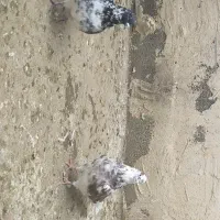 جفت کبوتر عتیقه تیر ماهی