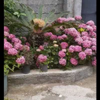 اجاره ویلا و سوئیت آپارتمان، رامسر