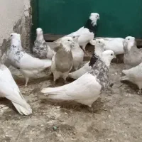 کبوتر طوقی ۶ دانگ|پرنده|شهریار, شهریار|دیوار