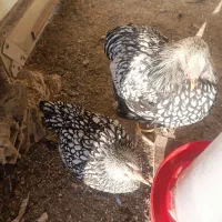 ویاندوت سیلور|حیوانات مزرعه|مشکین‌دشت, |دیوار