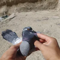 کبوتر