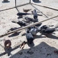 کبوتر معمولی