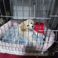 سگ پاکوتاه  پامر اشپیتز اصیل خانگی و تربیت شده|سگ|تبریز, |دیوار