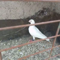 کفتر|پرنده|مشهد, امیریه|دیوار