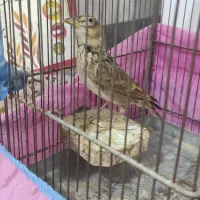 سهره خاکی وقناری شوش دانیال