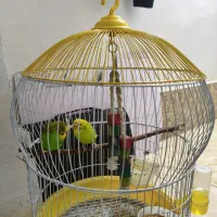 فروش مرغ عشق