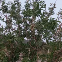 باغ و خانه باغ
