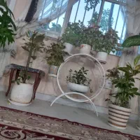 فرو ش گل و گیاه