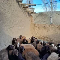 فروش ۳۰راس میش