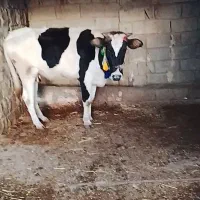 شنگول  دورگه جنس خوب