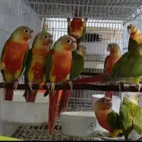 حراج واقعی گرینچیک دونخور بالغ جوانه سرلاکی