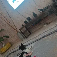 واگذاری سگ رایگان