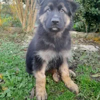 توله ژرمن|سگ|رشت, لاکان شهر|دیوار