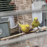 یک جفت فنچ ومرغ عشق|پرنده|کرمان, |دیوار