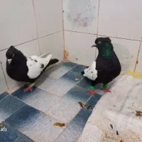 چنتا کبوتر رنگی سالم