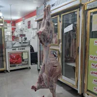 گوساله ریزقلم با استخوان|حیوانات مزرعه|بجنورد, |دیوار