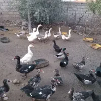 اردک وغو غاز|حیوانات مزرعه|علی‌آباد کتول, |دیوار