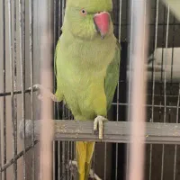 طوطی نر و ماده ملنگو نیمه رام و سخنگو (15 کلام)|پرنده|میبد, |دیوار