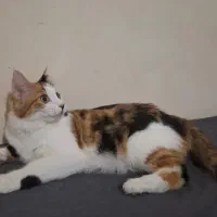 واگذاری گربه موبلند