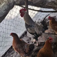 خروس محلی|حیوانات مزرعه|کیاشهر, |دیوار