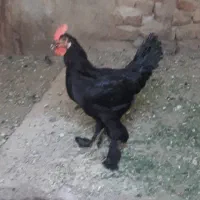 فروش حیون خانگی
