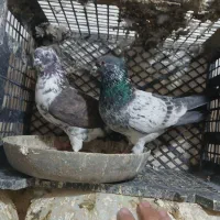 گبوتر|پرنده|نسیمشهر, |دیوار