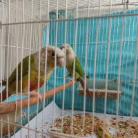 جوجه گرینچیک