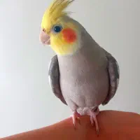 طوطی جمله ی کامل میگه مثال بدو درو باز کن ممد اومد|پرنده|آمل, |دیوار