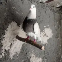 کبوتر|پرنده|سیلاخور, |دیوار