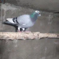 کبوتر پلاکی