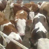 تنها تهیه کننده بهترین گوساله های توناژگیر|حیوانات مزرعه|تربت جام, جامرود|دیوار