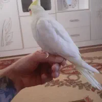 جوجه عروس هلندی|پرنده|اهواز, شهرک دانشگاه|دیوار