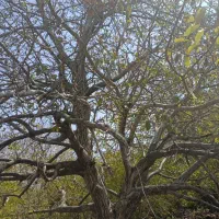 خرید انواع چوب|خدمات باغبانی و درختکاری|جیرفت, |دیوار