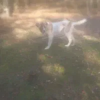 توله ۵ماه سرابی