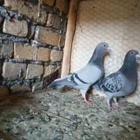 کبوتر پلاکی|پرنده|مبارکه, |دیوار