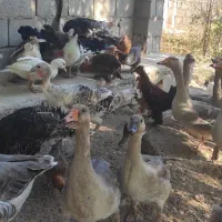 غاز محلی و اردک محلی طبیعی|حیوانات مزرعه|یاسوج, |دیوار