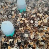 فروش جوجه محلی