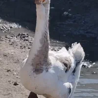 خالماگوراصیل سنگین وزن